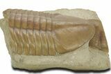 Bargain, Asaphus Plautini Trilobite Fossil - Russia #363104-2